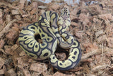 Piton Bola Clown Pastel Yellowbelly Het DG Macho ID R4-18