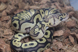 Piton Bola Clown Pastel Yellowbelly Het DG Macho ID R4-18