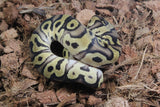 Piton Bola Clown Pastel Enchi YB? Het DG Macho ID R5-12