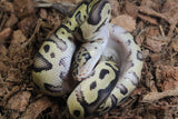 Piton Bola Clown Pastel Enchi YB? Het DG Macho ID R5-12