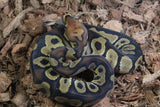 Piton Bola Clown YB Het DG Macho ID R5-16