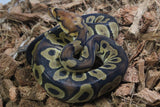 Piton Bola Clown YB Het DG Macho ID R5-16