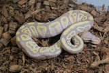Piton Bola Banana Mojave Macho ID R7-07