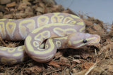 Piton Bola Banana Mojave Macho ID R7-07