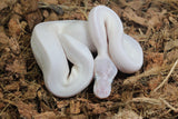 Piton Bola Leucistica de Ojo Azul (Super Mojave) Lucy Hembra ID R8-15