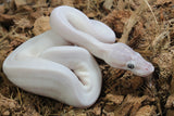 Piton Bola Leucistica de Ojo Azul (Super Mojave) Lucy Hembra ID R8-15