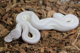 Piton Bola Leucistica de Ojo Azul (Super Mojave) Lucy Hembra ID R8-14
