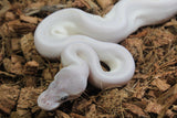 Piton Bola Leucistica de Ojo Azul (Super Mojave) Lucy Hembra ID R8-14