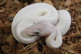 Piton Bola Leucistica de Ojo Azul (Super Mojave) Lucy Macho ID R8-19