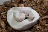 Piton Bola Leucistica de Ojo Azul (Super Mojave) Lucy Macho ID R8-19