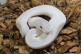 Piton Bola Leucistica de Ojo Azul (Super Mojave) Lucy Macho ID R9-01