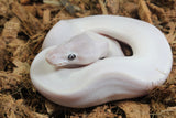 Piton Bola Leucistica de Ojo Azul (Super Mojave) Lucy Macho ID R9-01