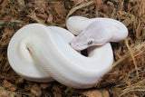 Piton Bola Leucistica de Ojo Azul (Super Mojave) Lucy Hembra ID R9-08