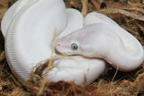 Piton Bola Leucistica de Ojo Azul (Super Mojave) Lucy Hembra ID R9-08