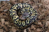 Piton Bola Enchi pastel Het Ultramel Hembra ID R1-09