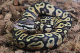 Piton Bola Enchi pastel Het Ultramel Hembra ID R1-09