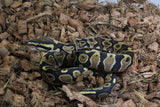Piton Bola Yellowbelly Het Ultramel Hembra iD R1-11
