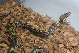 Piton Bola Yellowbelly Het Ultramel Hembra iD R1-11