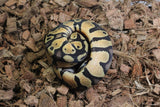 Piton Bola Pastel Sugar Het Pied Macho ID R1-13
