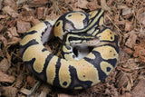 Piton Bola Pastel Sugar Het Pied Macho ID R1-13