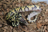 Piton Bola Enchi Pastel Het Ultramel Hembra ID R2-09