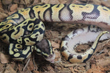 Piton Bola Enchi Pastel Het Ultramel Hembra ID R2-09