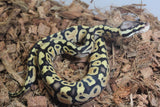 Piton Bola Pastel Het Clown 50% DG Hembra iD R2-10