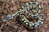Piton Bola Pastel Het Clown 50% DG Hembra iD R2-10