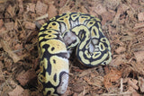 Piton Bola Pastel Het Clown 50% DG Macho ID R4-05