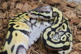 Piton Bola Pastel Het Clown 50% DG Macho ID R4-05