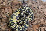 Piton Bola Enchi Pastel YB Het Ultramel Hembra ID R4-09
