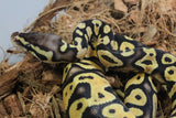 Piton Bola Enchi Pastel YB Het Ultramel Hembra ID R4-09