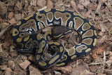 Piton Bola Nominal Het Clown 50% DG Hembra iD R4-20