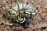 Piton Bola Pastel HEt Clown 50% DG Hembra ID R6-10