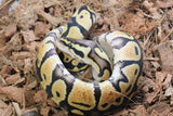 Piton Bola Pastel HEt Clown 50% DG Hembra ID R6-10