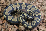 Piton Bola Yellowbelly Het Ultramel Hembra ID R7-04