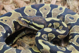 Piton Bola Yellowbelly Het Ultramel Hembra ID R7-04