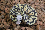 Piton Bola Super Pastel Het Clown 50% DG Hembra ID R7-08