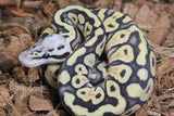 Piton Bola Super Pastel Het Clown 50% DG Hembra ID R7-08