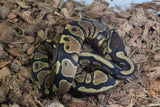 Piton Bola Yellowbelly / Gravel HEt Clown MAcho ID R7-13