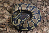 Piton Bola Yellowbelly / Gravel HEt Clown MAcho ID R7-13