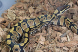 Piton Bola Nominal Het Clown 50% Dg Macho ID R8-03