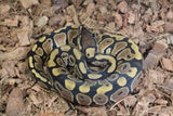 Piton Bola Nominal Het Clown 50% Dg Macho ID R8-03