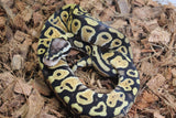 Piton Bola Pastel HEt Clown 50% DG Macho ID R8-04