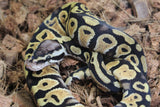 Piton Bola Pastel HEt Clown 50% DG Macho ID R8-04