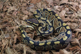 Piton Bola Nominal HEt Clown 50% DG Hembra ID R8-11