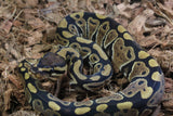 Piton Bola Nominal HEt Clown 50% DG Hembra ID R8-11