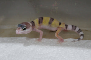 Gecko Leopardo W&Y (White and Yellow) ID R5-15