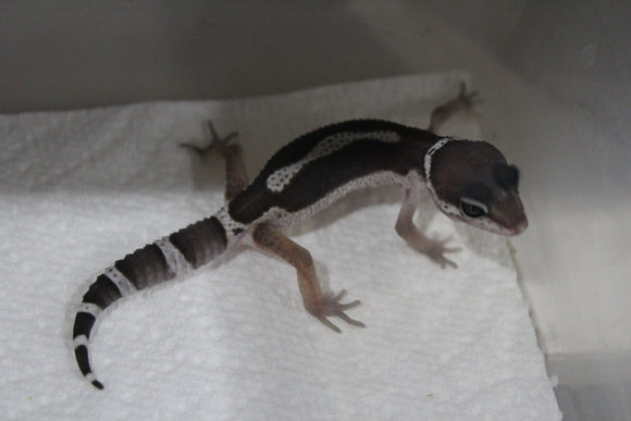 Gecko Leopardo Black Night ID R6-05