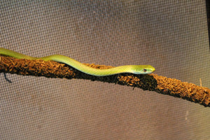 Serpiente Verde Come Grillos
